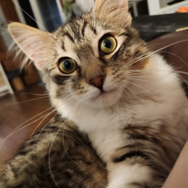 Photo of Karlos
