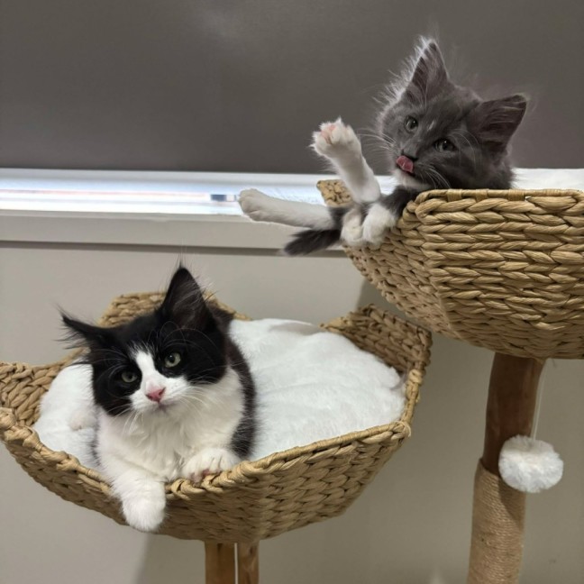 Photo of Savannah And Smokey