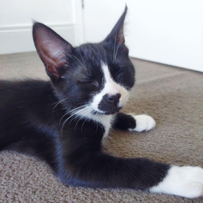 Photo of Fritter