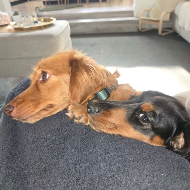 Photo of Ace And Pumpkin Bonded Pair