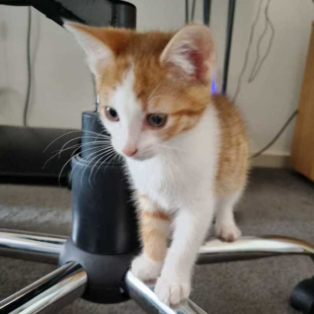 Photo of Carmelo 