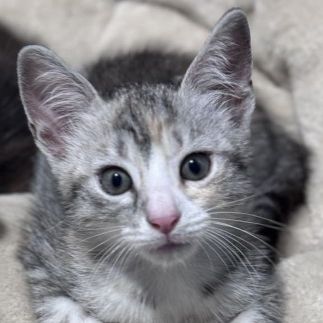 Photo of Mousey