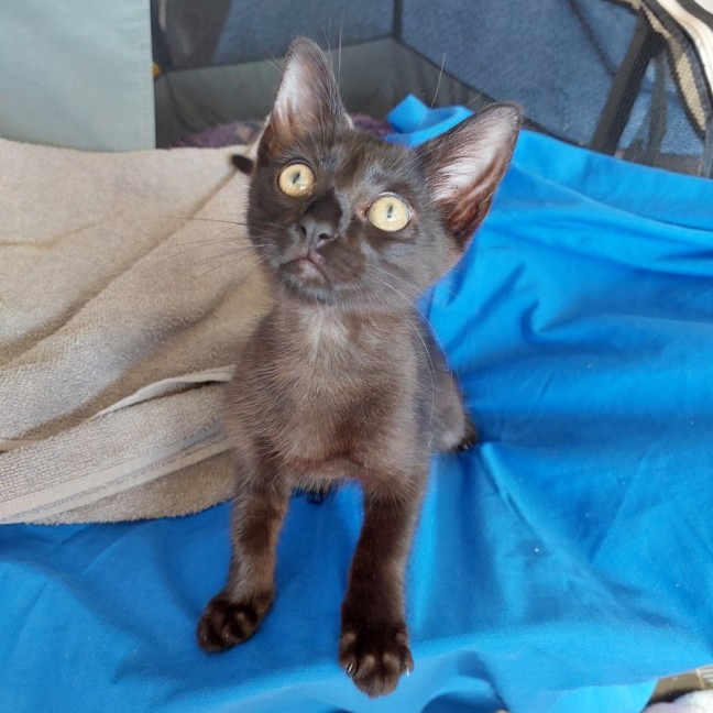 Photo of Pookie