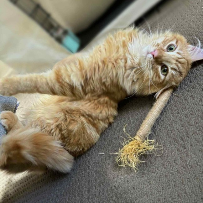 Photo of Officer Beanie Small Cat 🧡