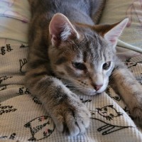 Photo of Yule & Snow ^Dandy Cat Rescue^