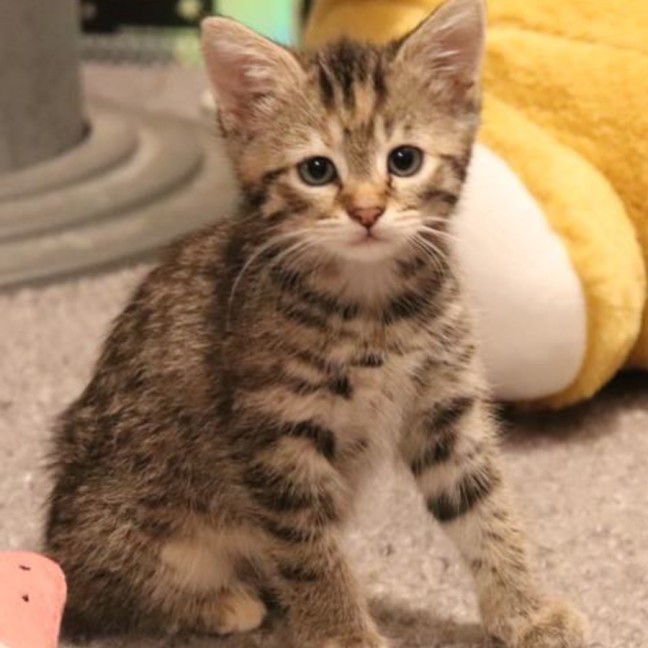 Photo of Mistletoe/Toey Meet Me@Petstock Mornington Nepean 