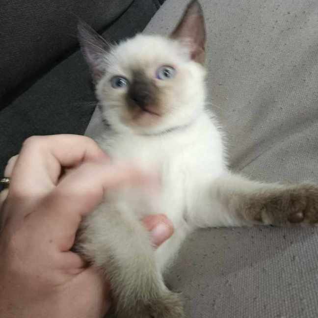 Photo of Millie