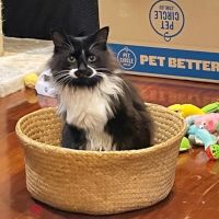 Photo of Bruiser 