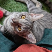 Photo of Wren