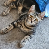 Photo of Miriam ^^Dandy Cat Rescue^^