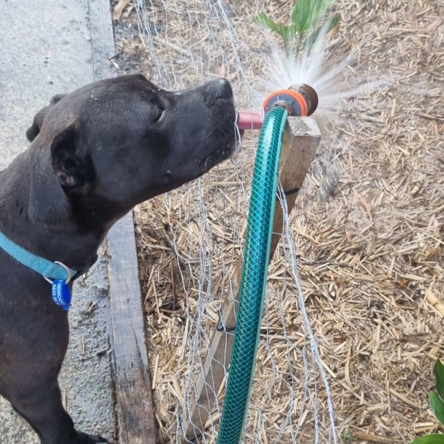 Photo of Leroy   7 Month Old Staffy