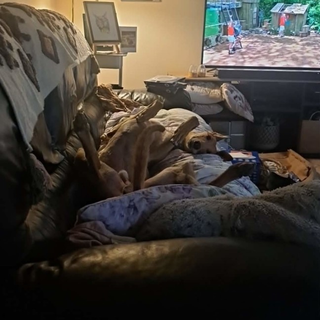 Photo of Sean, The Greyhound