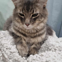 Photo of Ollie