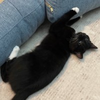 Photo of Bo