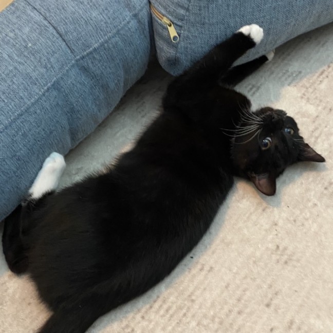 Photo of Bo