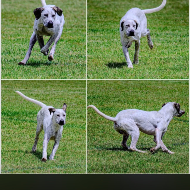 Photo of Brainy Smurf