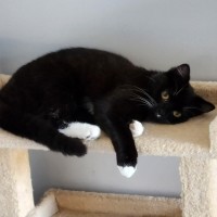 Photo of Lexie ^^Dandy Cat Rescue^^