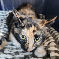 Photo of Mitzy
