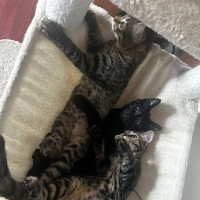 Photo of Poppy And Precious