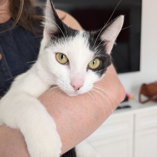 Haloumi - Domestic Short Hair (DSH) Cat