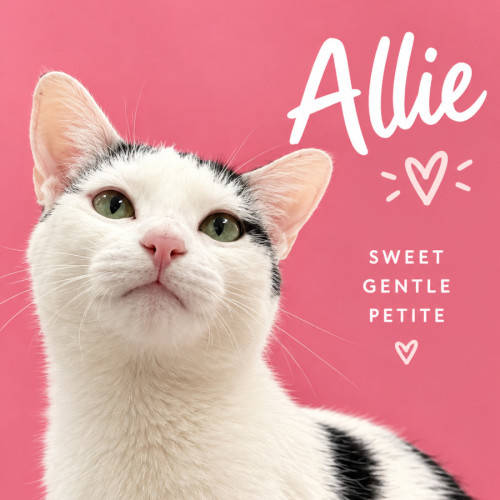 Allie - Domestic Short Hair (DSH) Cat