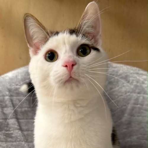 Mozzy - Domestic Short Hair (DSH) Cat