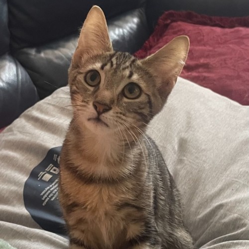 Cricket - Domestic Short Hair (DSH) Cat