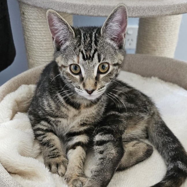 Photo of Wattle ^^Dandy Cat Rescue^^