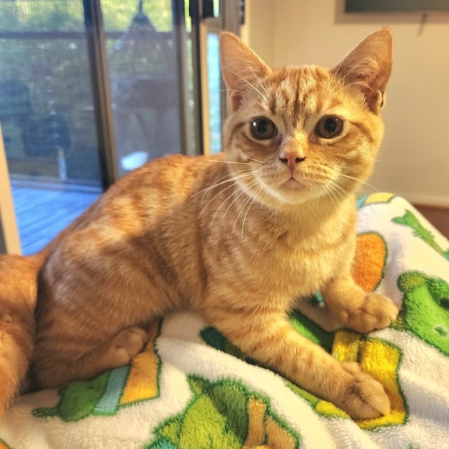 Photo of Peaches