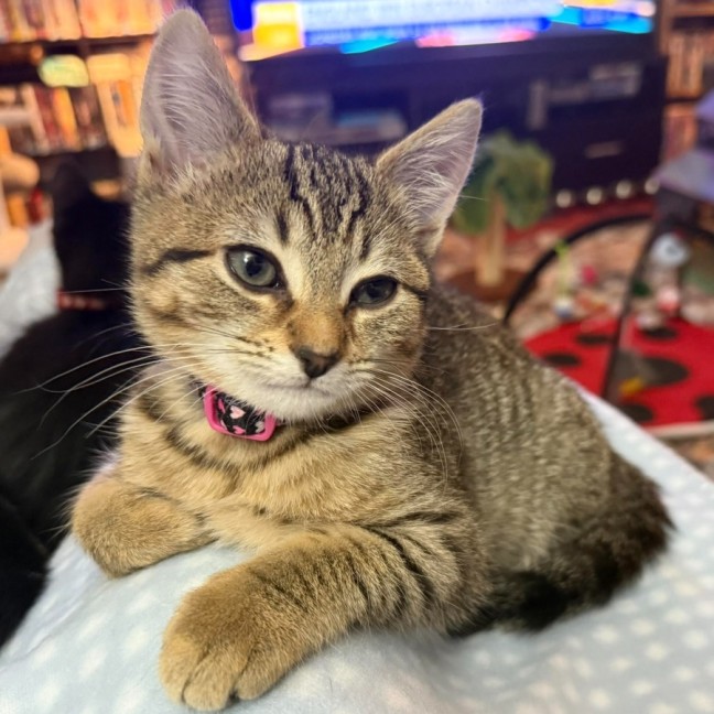 Photo of Zafrina ** 2nd Chance Cat Rescue**