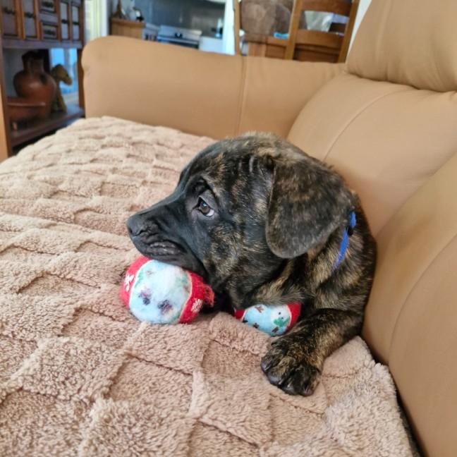 Photo of Reggie