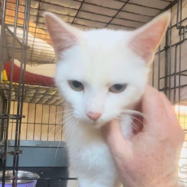 Photo of Snowy