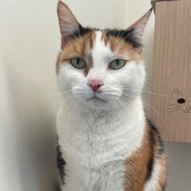 Photo of C1494 Tilly