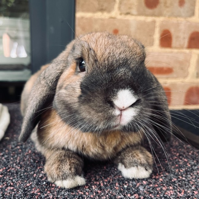 Photo of Milo And Raven