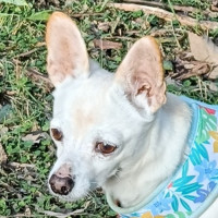 Photo of Chevy 🚗 Chihuahua X Dachshund (On Trial 13/6/25)