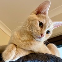 Photo of Benny & Goldie