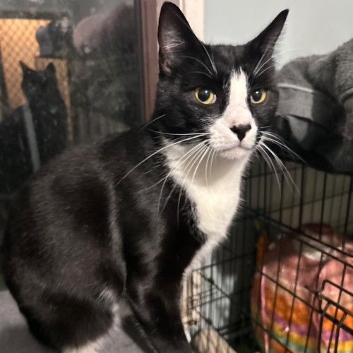 Kayden - Domestic Short Hair (DSH) Cat