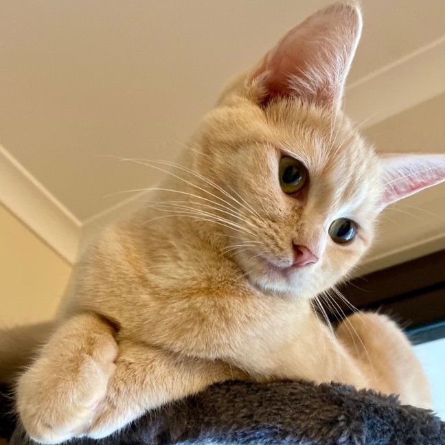 Photo of Benny & Goldie