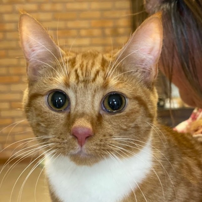 Photo of Scotch Bonnet