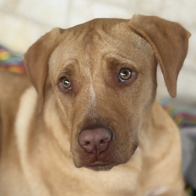 Photo of Dior *$350 Adoption Fee*