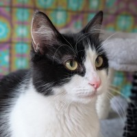 Photo of Rex