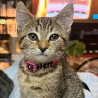 Photo of Zafrina ** 2nd Chance Cat Rescue**