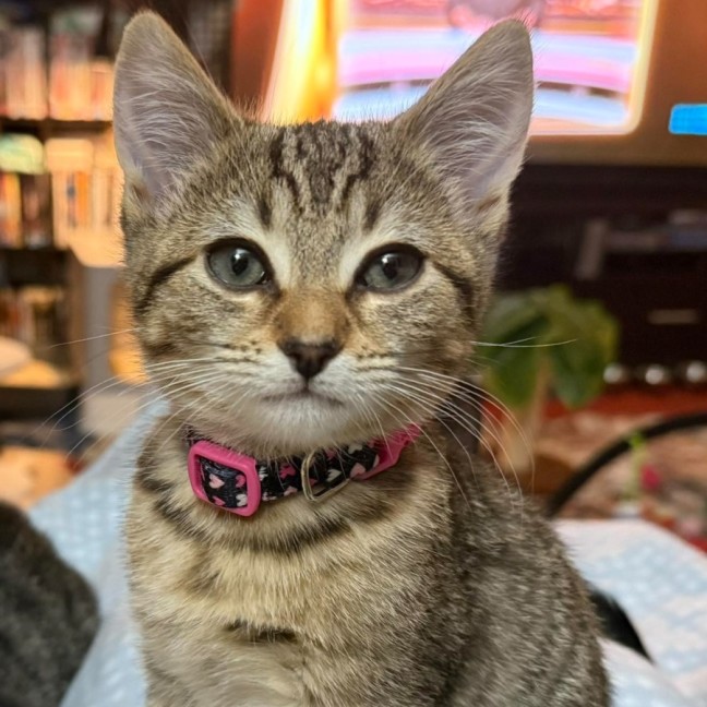 Photo of Zafrina ** 2nd Chance Cat Rescue**