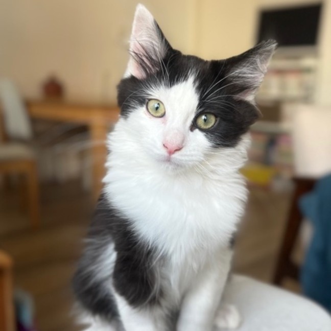 Photo of Humbug