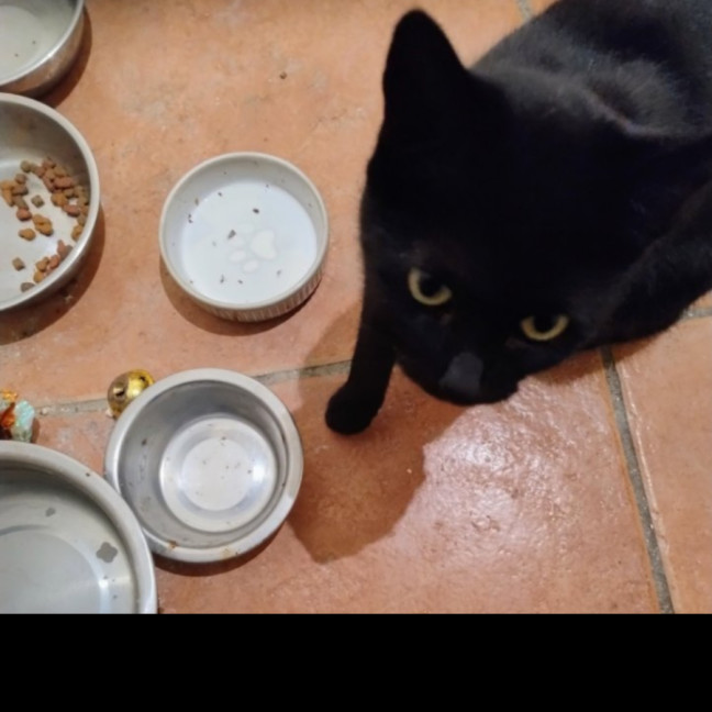 Photo of Kiki Meet Me@Petstock Dandenong 