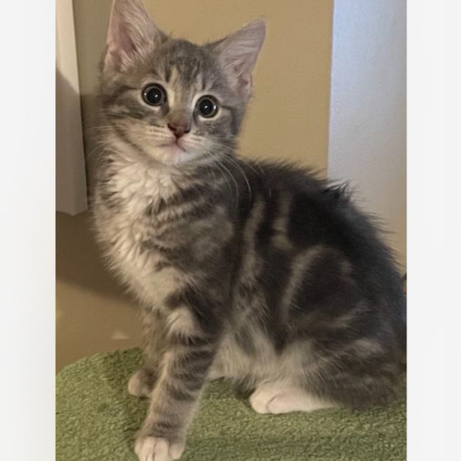 Photo of Wags The Dog Meet Me @Petstock Carrum Downs Store