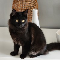 Photo of Buster ^^Dandy Cat Rescue^^