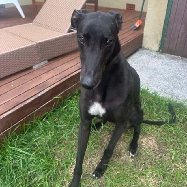 Photo of Rocky, The Greyhound 