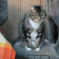 Photo of Zebra**2nd Chance Cat Rescue**