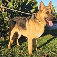 Photo of Jericho